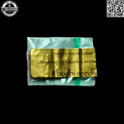 Bodhi Seeds Super Snow Lotus Front IG
