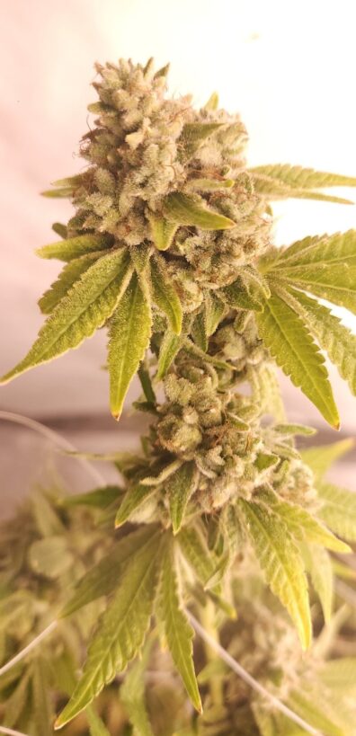 Breathless F2 (Gas Breath F3 x GTR F3) 10 Regular Seeds