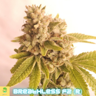 Breathless F2 IG
