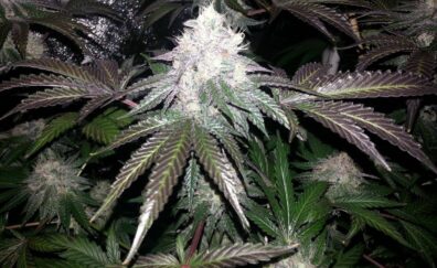 Candy Lane F2 (Candyland x GMO) x I-95) 10 Regular Seeds