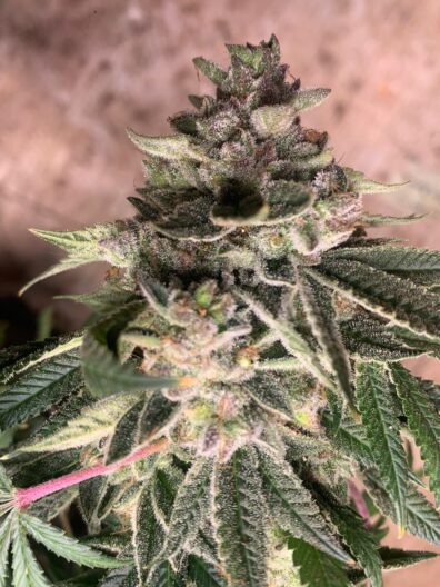 CoCo Huffs F2 (Chocolope F3 x Glue Sniffer BX3) 10 Regular Seeds