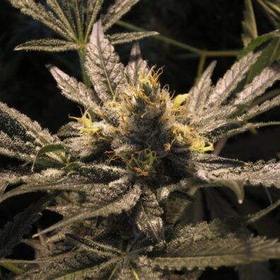 Coco Crisped F3 (Chocolope F3 x GTR F3) 10 Regular Seeds