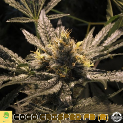 COCO KRISPED F3 AMBROSIA IG