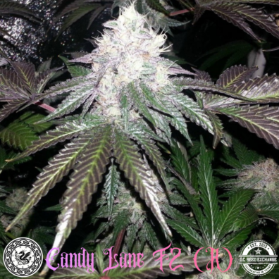 Candy Lane F2 IG