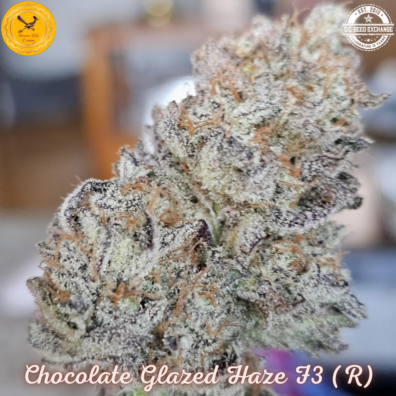 Chocolate Glazed Haze F3 (Chocolope BX x Glaze (Gorilla Glue #4 x Candy Haze F3) 10 Regular Seeds