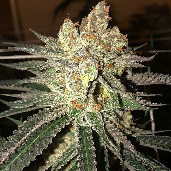 Ethos Seeds Citral Flo Bx1 (Citral Flo #10 x Temple Kush F2) 15 Regular Seeds - Image 2