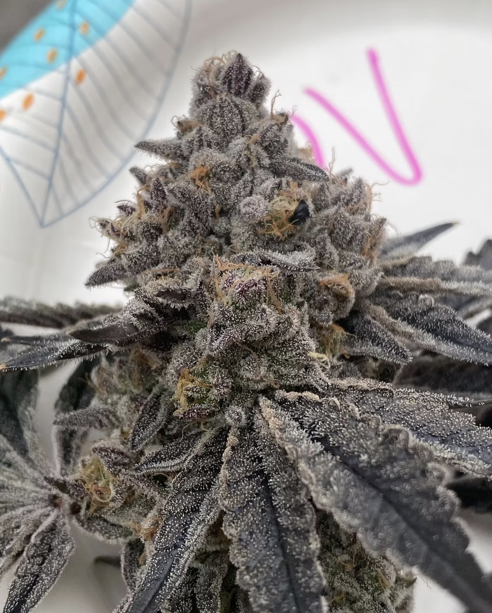 Honey Sticks Genetics Cobra Cabana (Passion Snake x Dual OG) 6 Feminized Seeds - Image 2