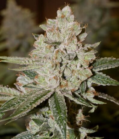 De-Railed F2 (Arcata Trainwreck 'cut-only' x Vanilla Frosting F2) 10 Regular Seeds