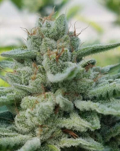 Diesel Sniffer F3 (Glue Sniffer BX3 x Rebel Sour F3) 10 Regular Seeds