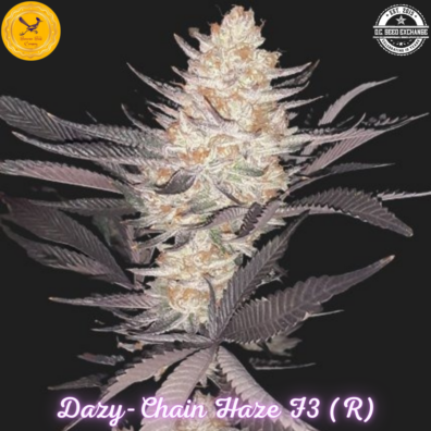 Dazy-Chain Haze F3 (Blue Euphoria x Glaze [Gorilla Glue #4 x Candy Haze F3]) 10 Regular Seeds