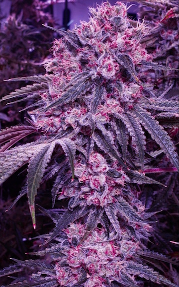Ethos Seeds Citral Flo Bx1 (Citral Flo #10 x Temple Kush F2) 15 Regular Seeds - Image 3