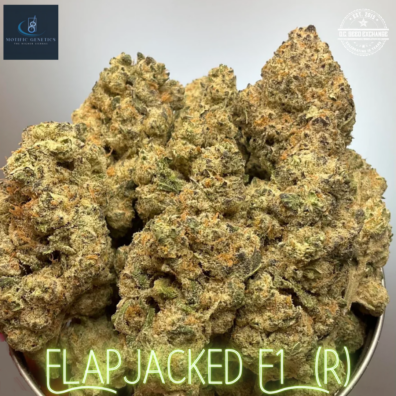 FlapJacked F1 (Pancakes x White OG F3) 10 Regular Seeds