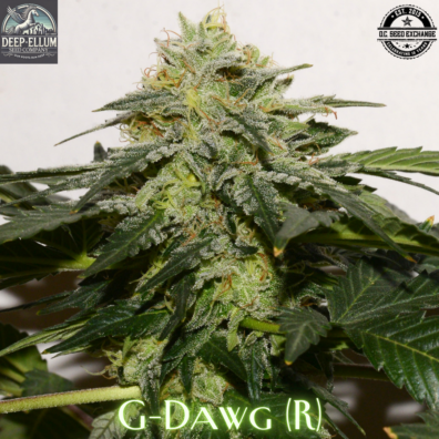 G-Dawg (Chem ’91 x G13/NL2) 10 Regular Seeds