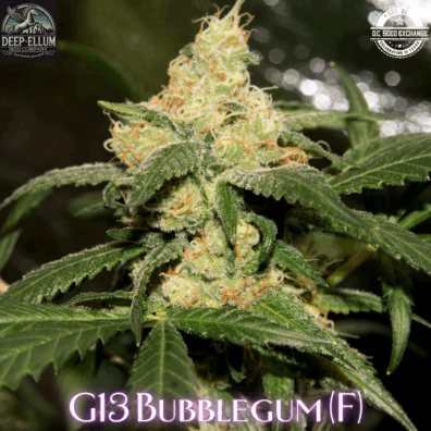 G13 Bubblegum (1998 Bubblegum x G13/NL2) 6 Feminized Seeds