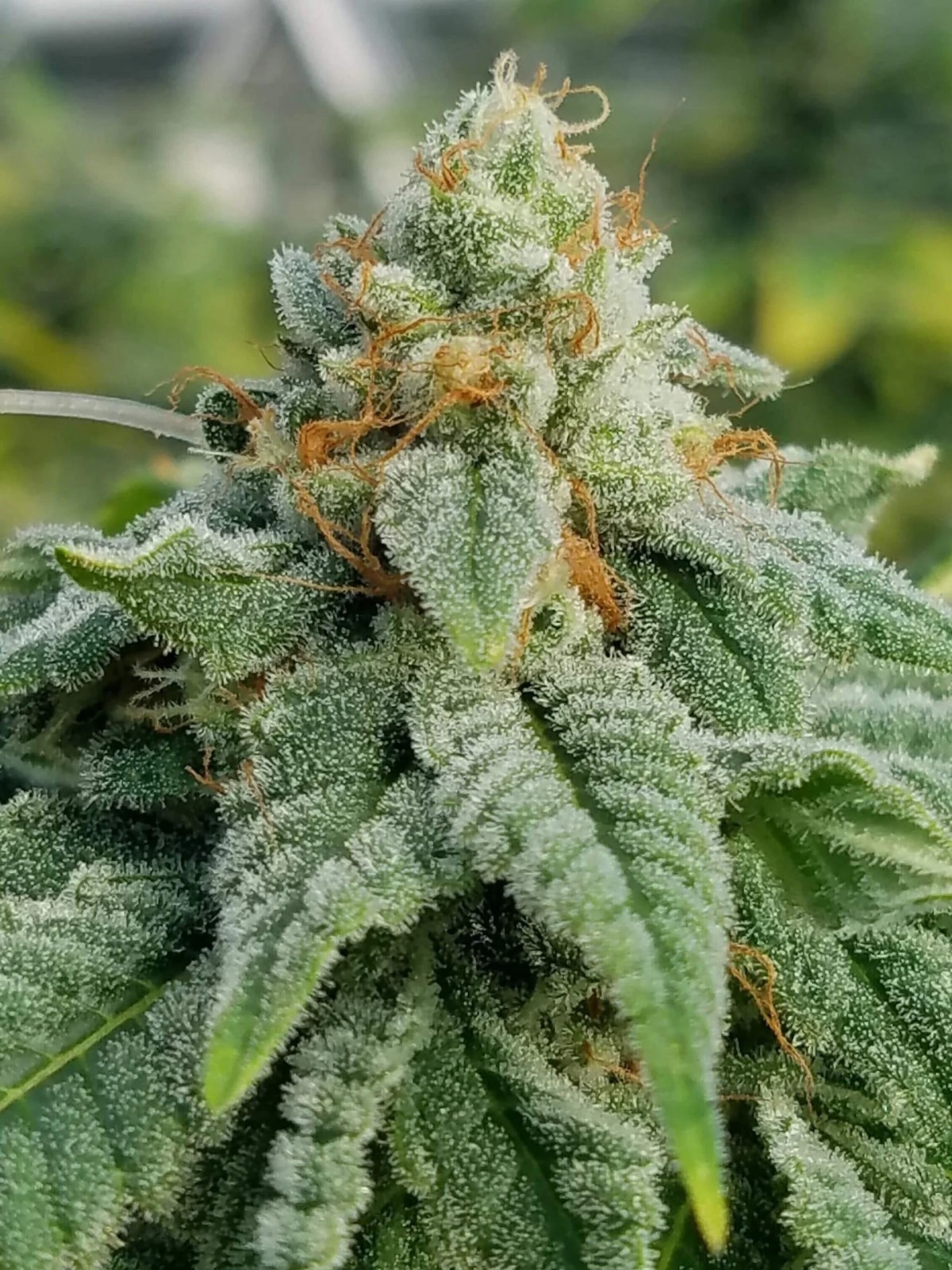 Glue Sniffer BX4 (Gorilla Glue #4 ‘Cut-Only’ x Glue Sniffer BX3) 10 Regular Seeds