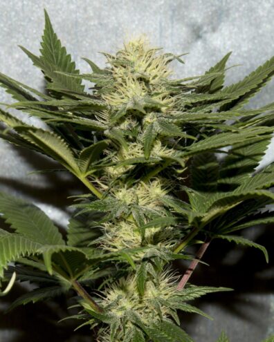 Hawaiian Glue Stick F2 (Pineapple Thai F3 x Glue Sniffer BX3) 10 Regular Seeds