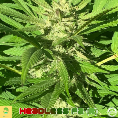 HEADLESS AMBROSIA F2 IG