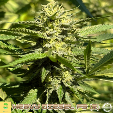 Heavy Diesel F3 IG