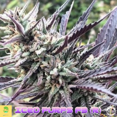 ICED PURPS AMBROSIA IG