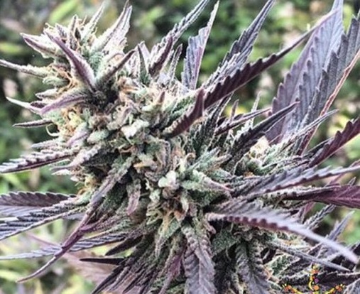 Iced Purps F3 (Mendo Purps x Gelato #25/Dosidos #22) x Rebel Sour F3) 10 Regular Seeds
