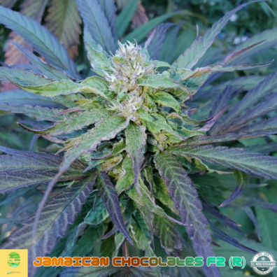 JAMAICAN CHOCOLATE AMBROSIA IG