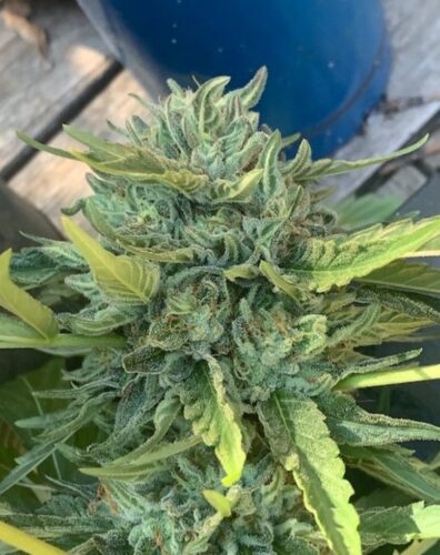 Jelly Roll F2 (Royal Jelly F3 x Rebel Sour F3) 10 Regular Seeds