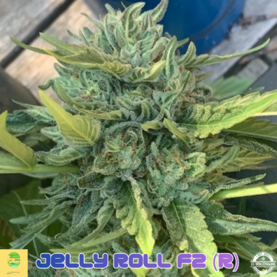 JELLY ROLL AMBROSIA F2 IG