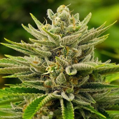 Jet Stream F3 (Sacred Sour F3 x GTR F3) 10 Regular Seeds