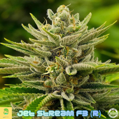 Jet Stream F3 IG