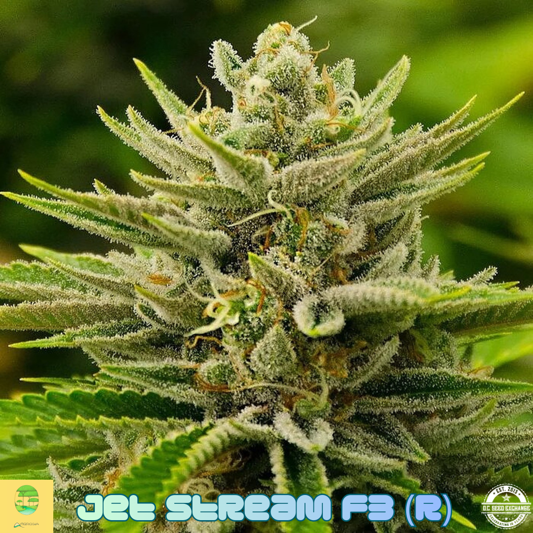 Jet Stream F3 IG