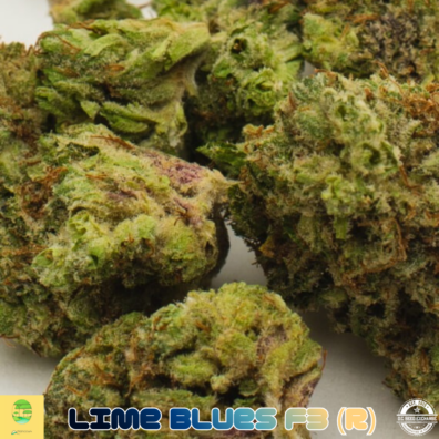 LIME BLUES AMBROSIA IG