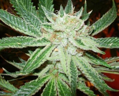 Lime Venom F3 (Venom OG F3 x Sour Jamaican Lime F3) 10 Regular Seeds