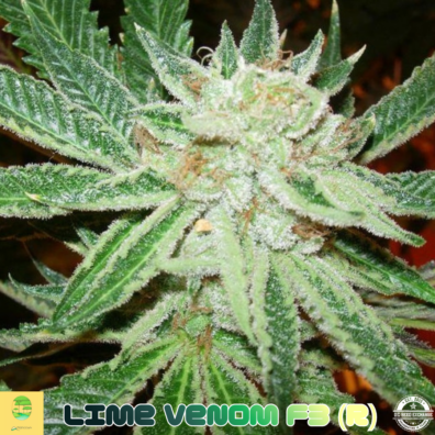 LIME VENOM AMBROSIA IG