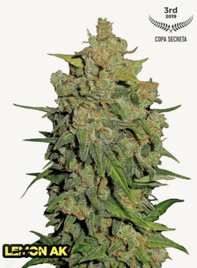 Lemon AK Auto F3 3 Feminized Autoflower Seeds