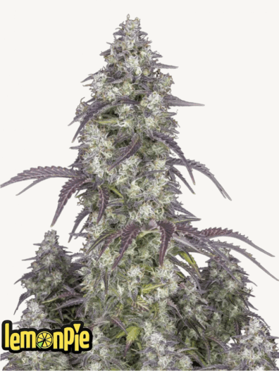 Lemon Pie Auto 3 Feminized Autoflower Seeds