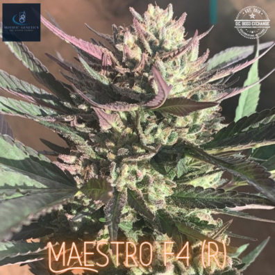 Maestro F4 (Glazed Runtz #6‘cut-only’ x Magnum Opus F11) 10 Regular Seeds