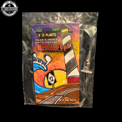 Marmalade's Pulse ([Pulsar x Jokerz] x Limetta Marmalade) 3 Feminized Seeds