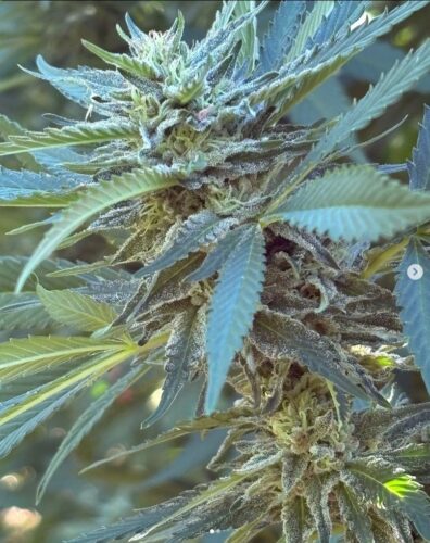 One Love F11 (Magnum Opus F10 x Magnum Opus F8) 10 Regular Seeds