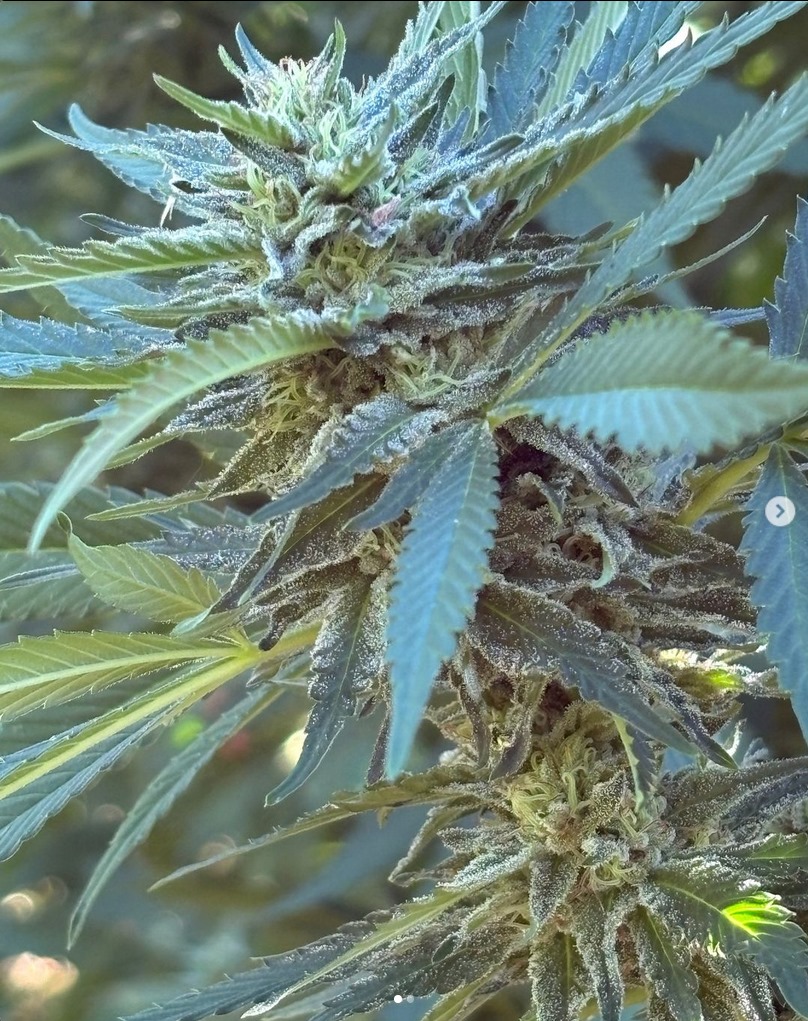 One Love F11 (Magnum Opus F10 x Magnum Opus F8) 10 Regular Seeds - Image 2