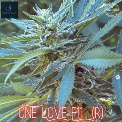 One Love F11 (Magnum Opus F10 x Magnum Opus F8) 10 Regular Seeds