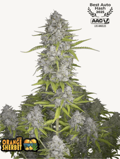 Orange Sherbet Auto