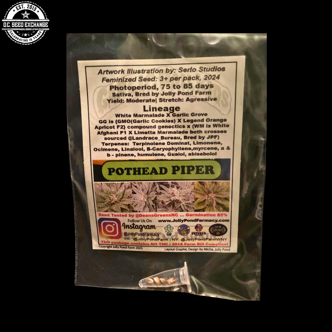 Pothead Piper (White Marmalade X Garlic Grove) 3 Feminized Seeds - Image 2