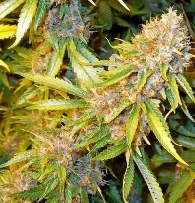 Runaway Train F3 (Arcata Trainwreck 'cut-only' x Glaze [Gorilla Glue #4 x Candy Haze F3]) 10 Regular Seeds