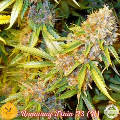 Runaway Train F3 (Arcata Trainwreck 'cut-only' x Glaze [Gorilla Glue #4 x Candy Haze F3]) 10 Regular Seeds