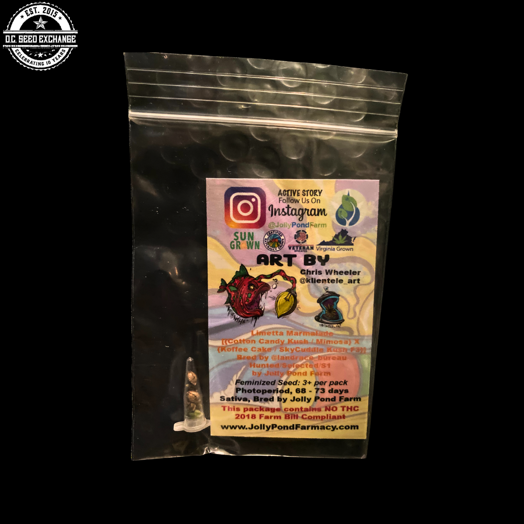 S1 Limetta Marmalade (Cotton Candy Kush/Mimosa x Koffee Cake/SkyCuddle Kush F3) 3 Feminized Seeds - Image 2