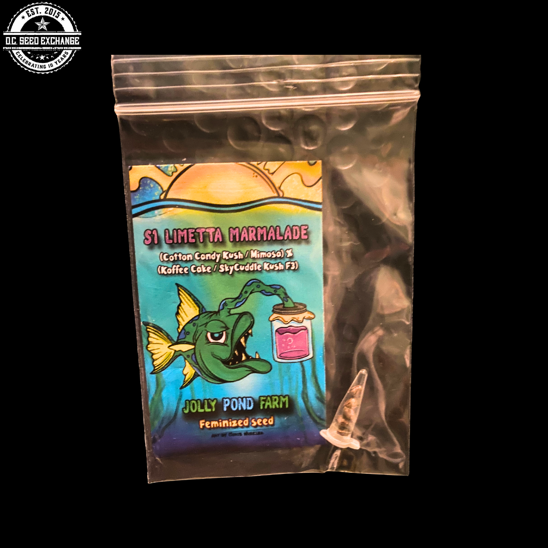 S1 Limetta Marmalade (Cotton Candy Kush/Mimosa x Koffee Cake/SkyCuddle Kush F3) 3 Feminized Seeds