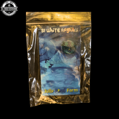S1 White Afghani ([The White x OMG] x [Blackberry OG / Royal Kush #7]) 3 Feminized Seeds