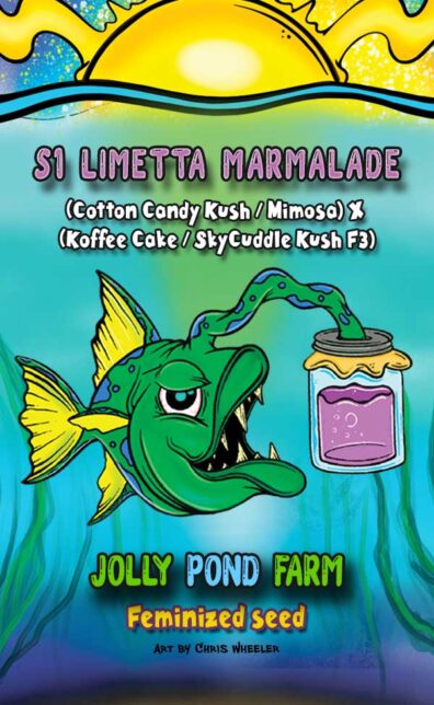 S1 Limetta Marmalade (Cotton Candy Kush/Mimosa x Koffee Cake/SkyCuddle Kush F3) 3 Feminized Seeds