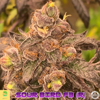 SOUR BIRD F3 IG