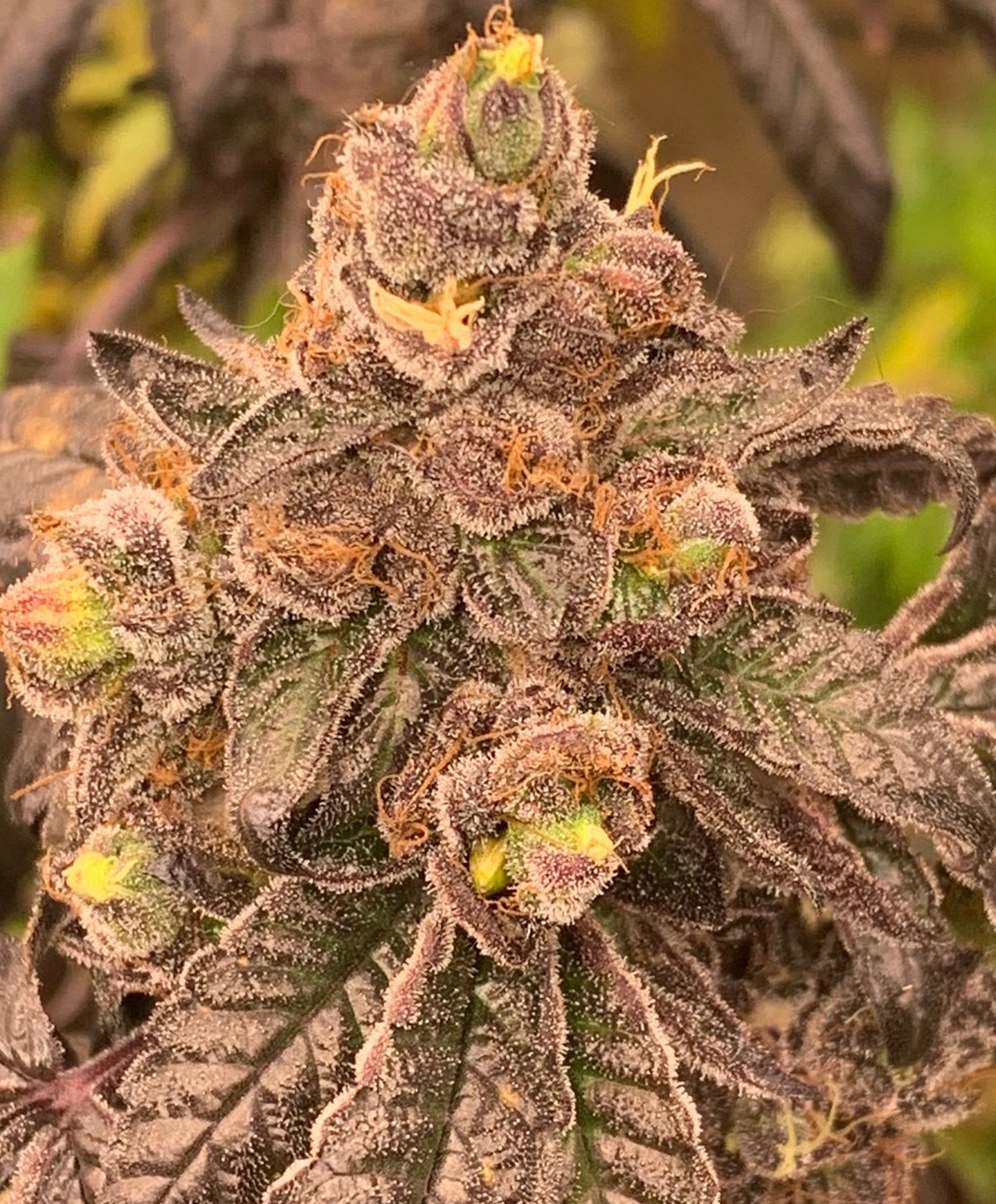 SOUR BIRD